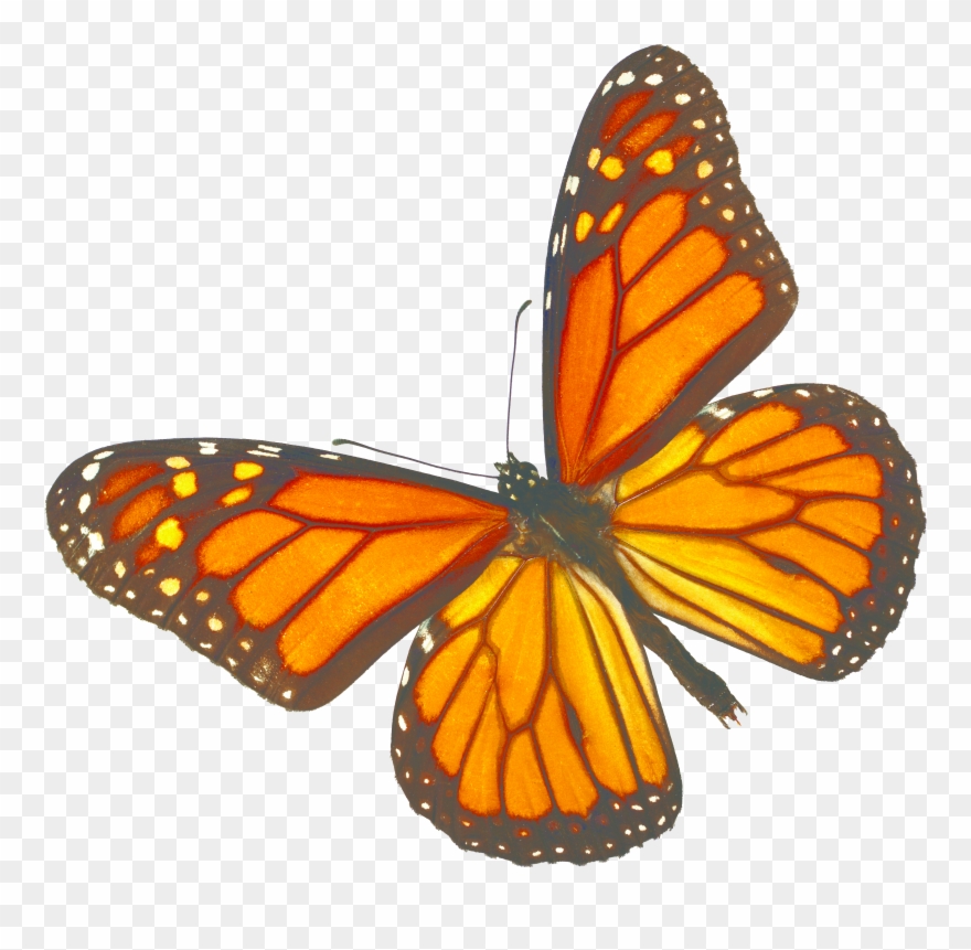 Monarch Butterfly White Background Clipart