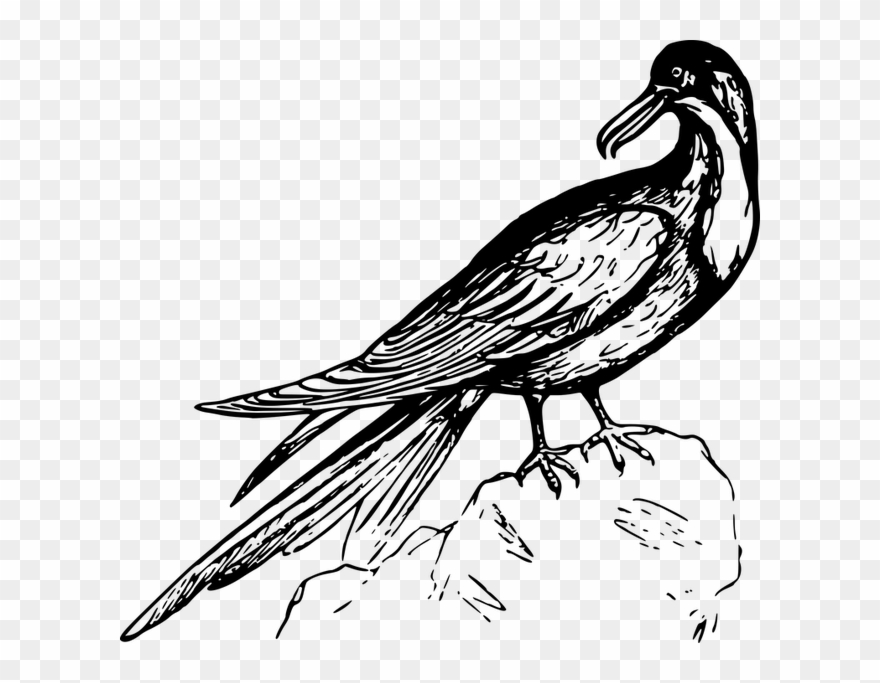 Animal, Bird, Frigate, Frigate Bird, Seabird - Pajaros En Blanco Y Negro Clipart