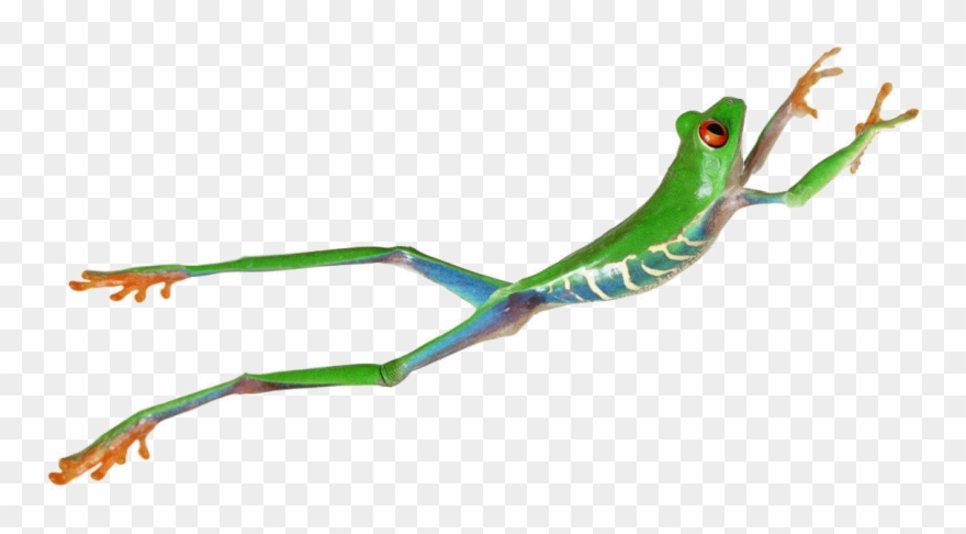 The Next Leap Forward - Agalychnis Callidryas Decor Clipart