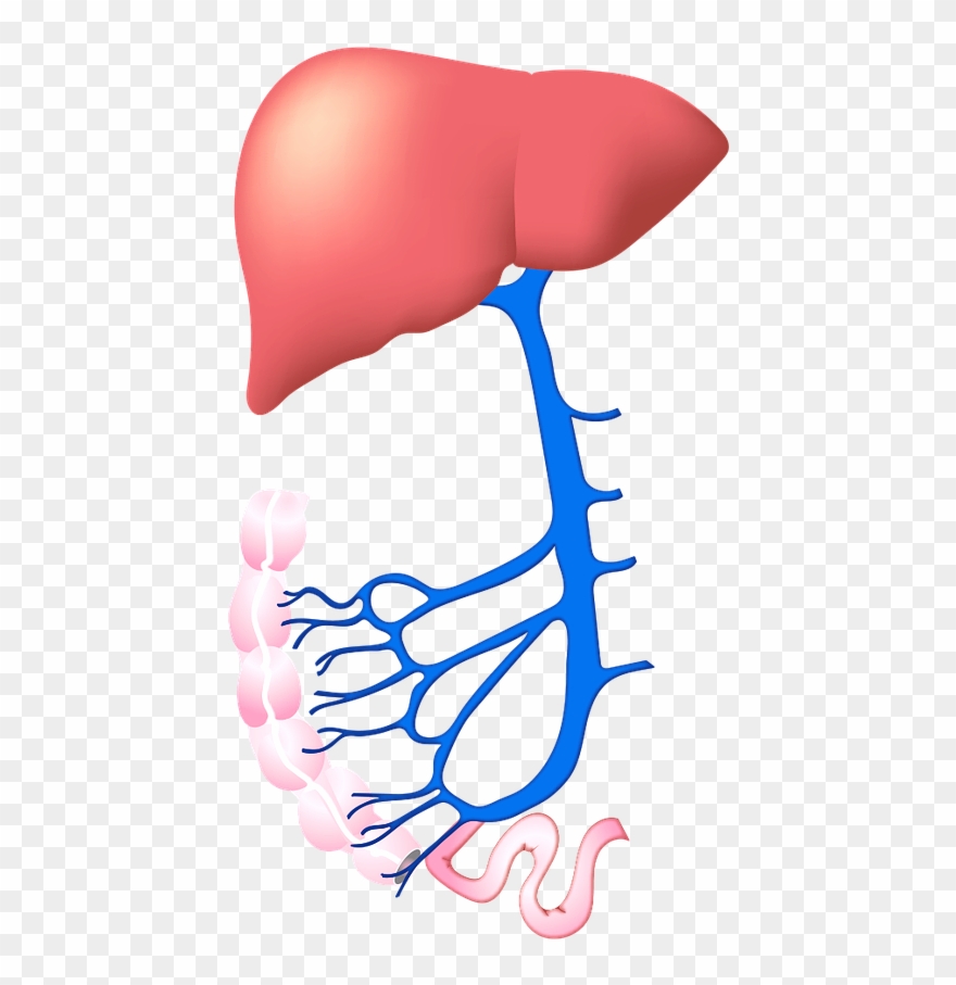 Causes - Hepatitis Clipart