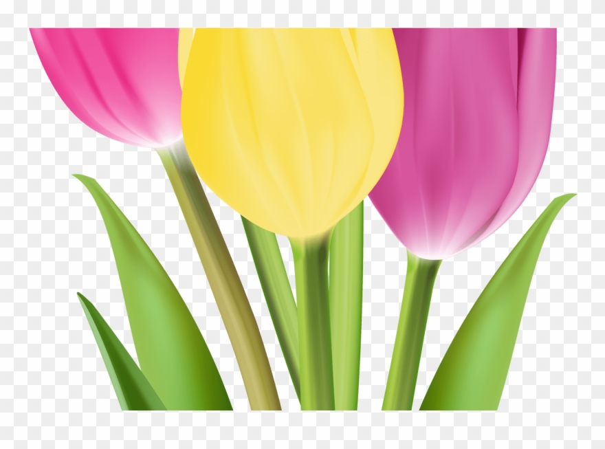 Tulips Png Image Gallery Yopriceville High Quality - Тюльпаны Png Clipart