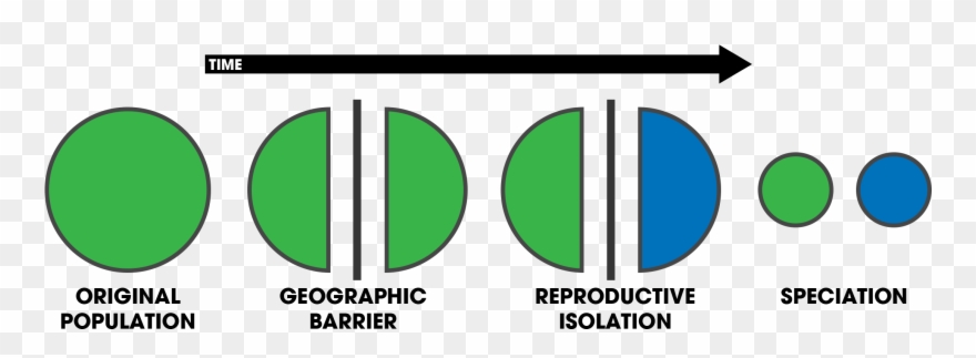 Frog Borders 16, Buy Clip Art - Process Of Speciation Diagram - Png Download