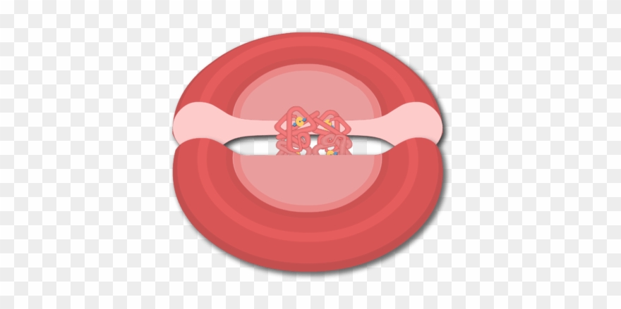 Hemoglobin Molecules In A Red Blood Cell - Blood Clipart