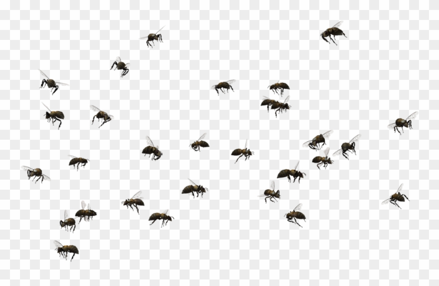 Picture Transparent Stock Honey Bee Swarming Insect - Swarm Of Bees Png Clipart