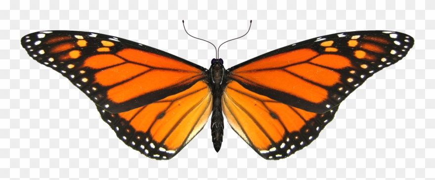 Shape Butterfly Png Image - Monarch Butterfly Transparent Background Clipart
