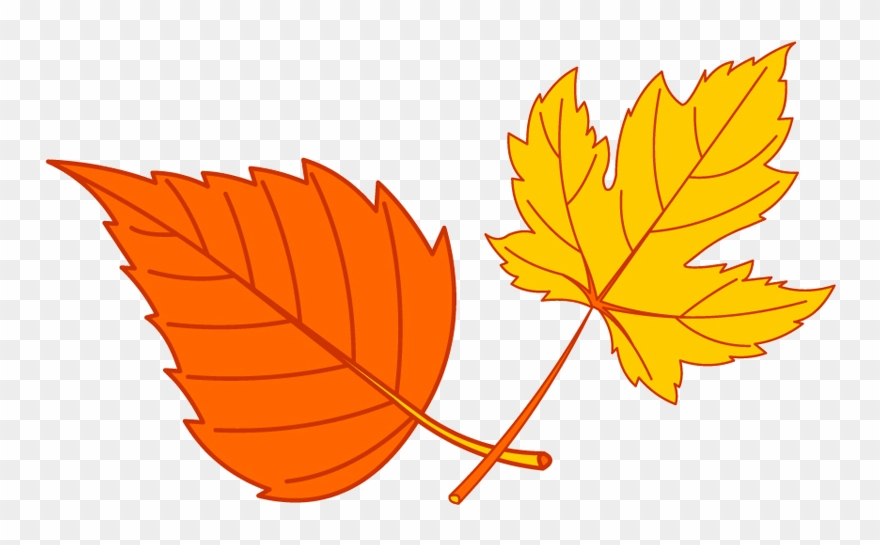 Why Did The Turkey Hunter Shoot The Turkey - Maple Leaf Clipart