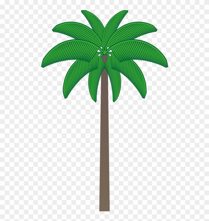 Many Of Them Are Exclusive From Colombia, And Some - Roystonea Clipart