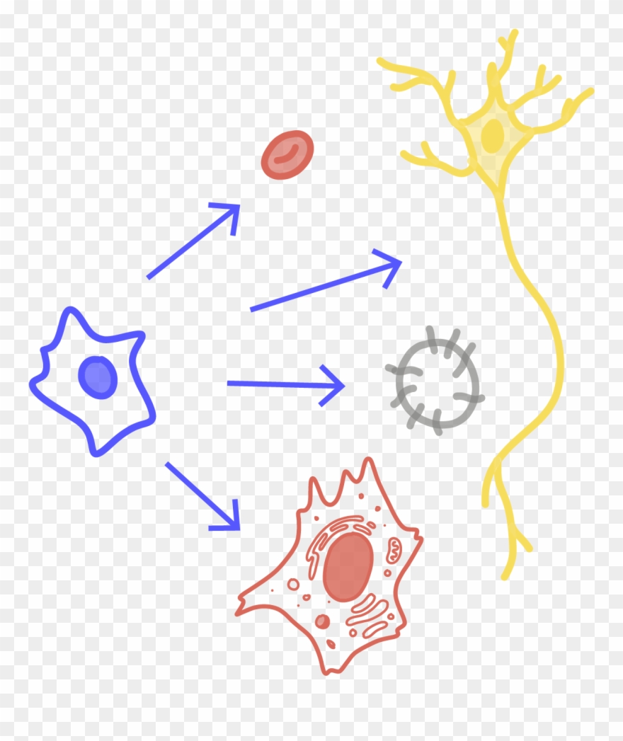 Stem Cells Clipart
