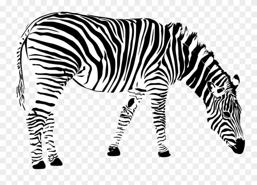 Zebra Png 3, Buy Clip Art - Zebra Images Black And White Transparent Png