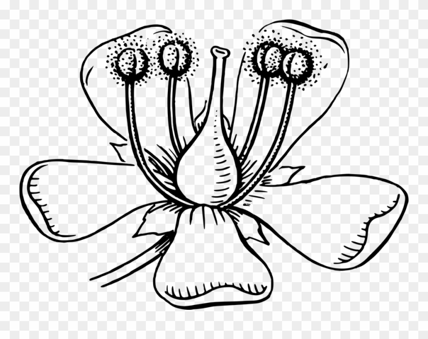 Flowers Black And White Clipart 27, Buy Clip Art - Define Anther - Png Download
