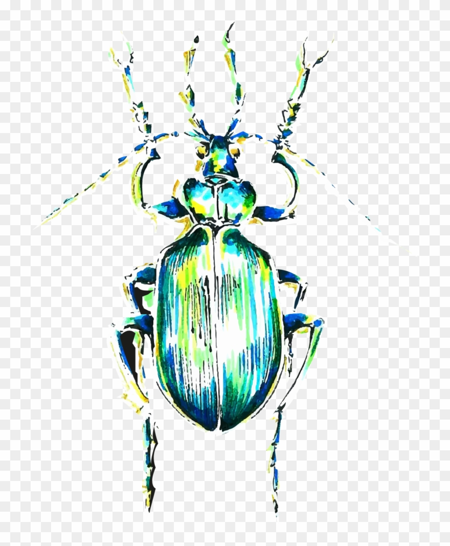 Drawn Beatle Jewel Beetle - Clip Art - Png Download