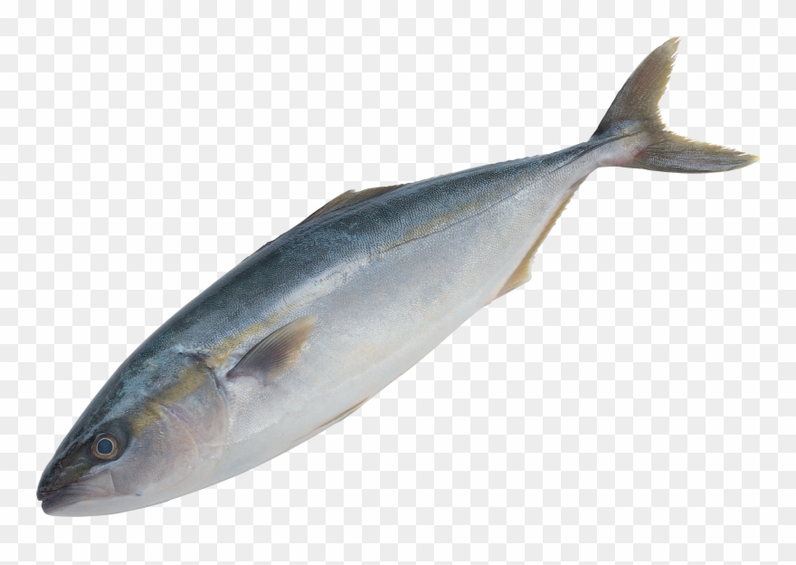 Fish Png - صور اسماك Png Clipart