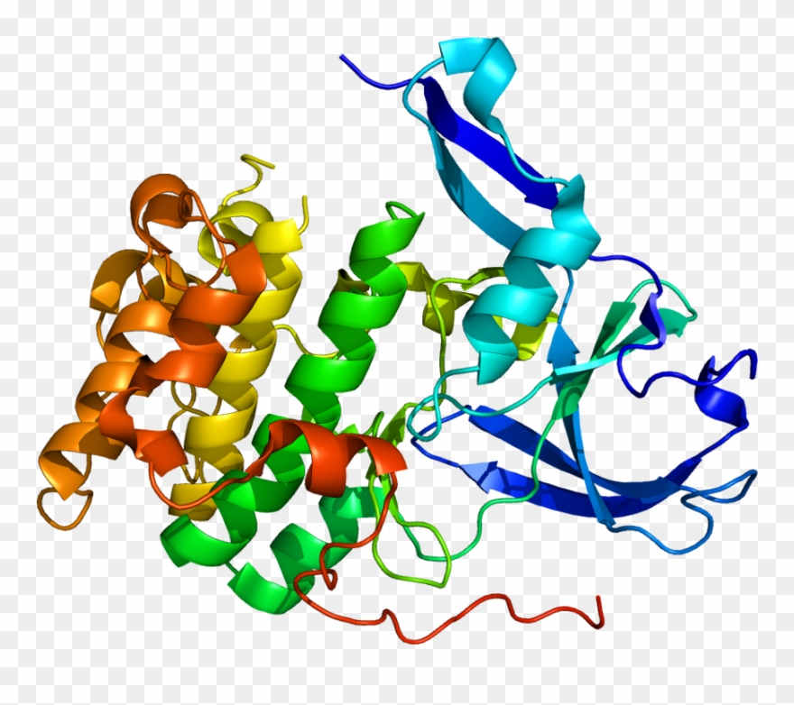 Proteina Ftsz Clipart