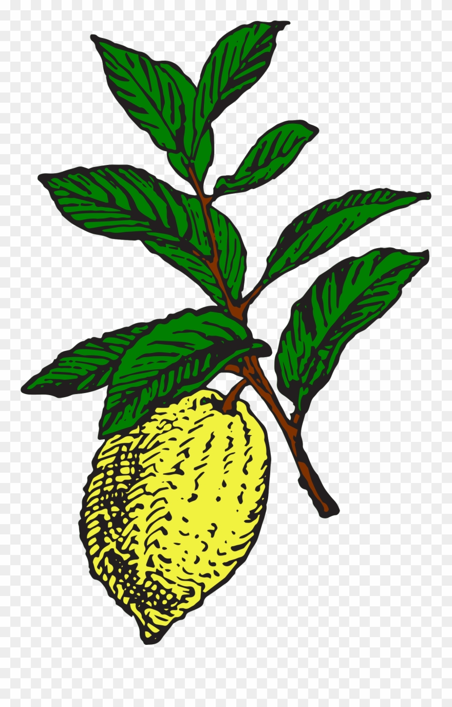 Big Image - Lemon Clipart