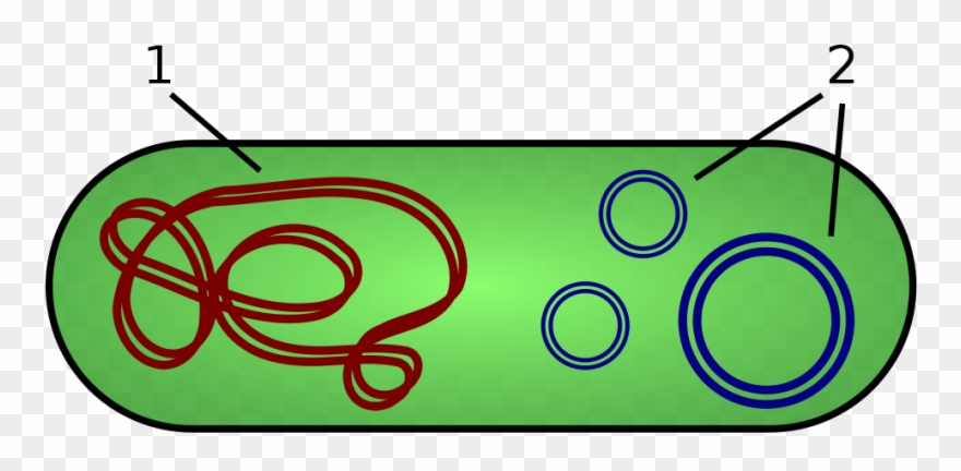 Bacterial Dna - Bacterial Plasmid And Nucleoid Clipart