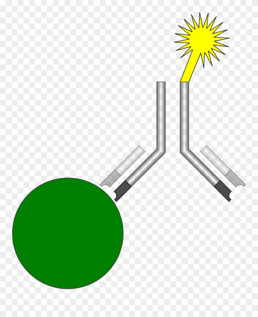 Labelled Immunoassays Clipart