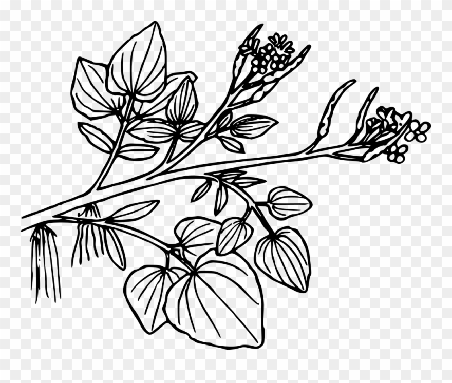 Water Cress - Aquatic Plants Png Black And White Clipart