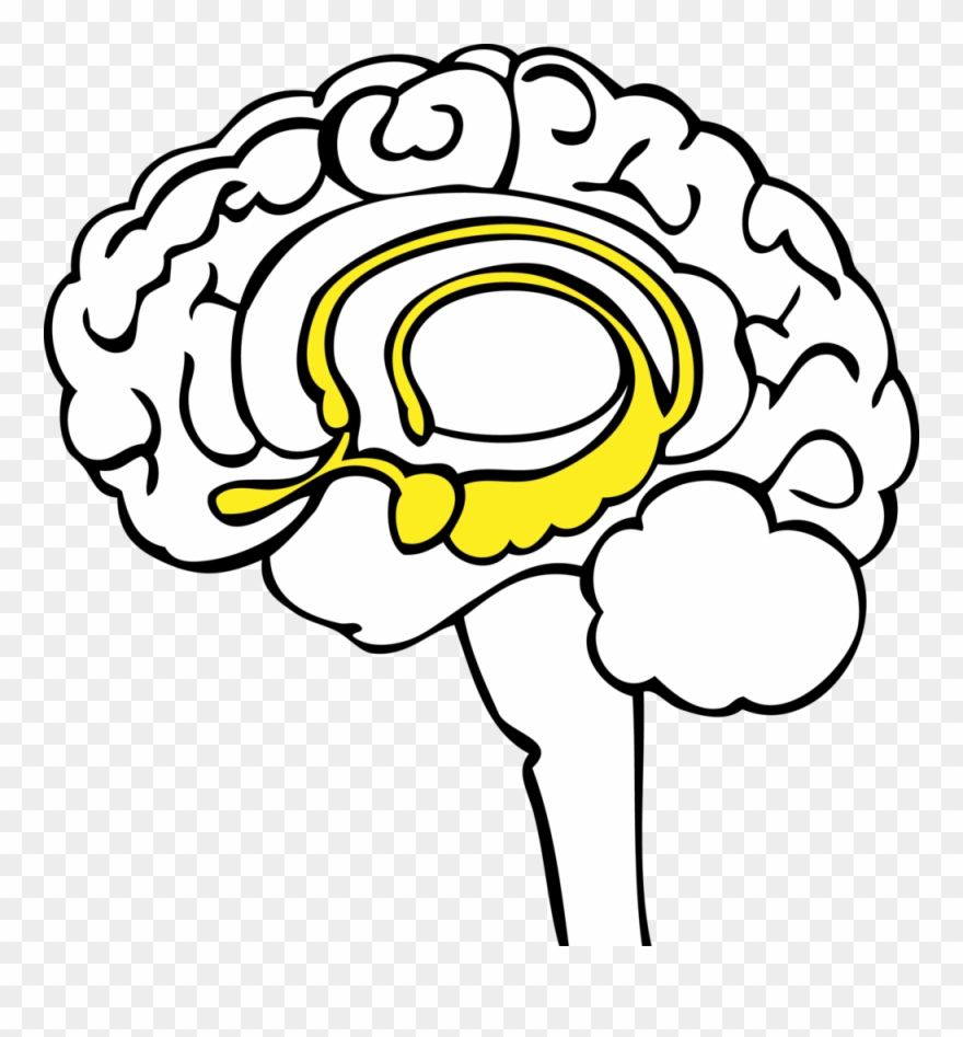 Yellow Brain - Limbic System Transparent Clipart