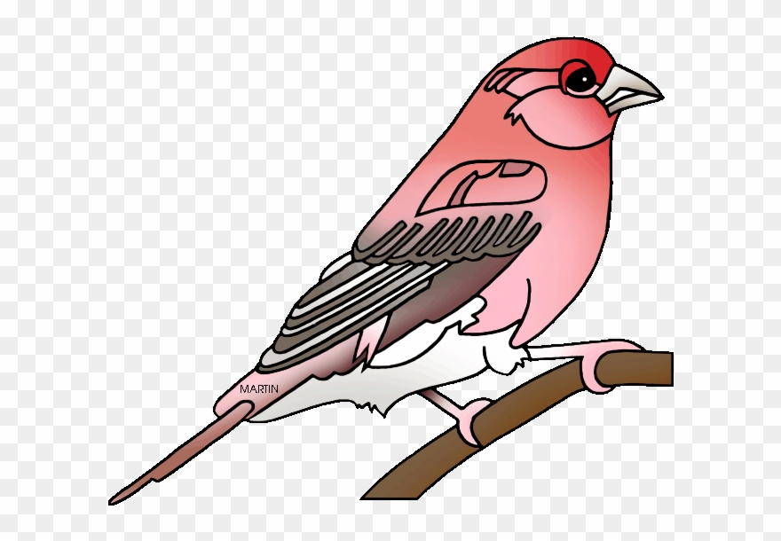 State Bird Of New Hampshire - Purple Finch Clip Art - Png Download