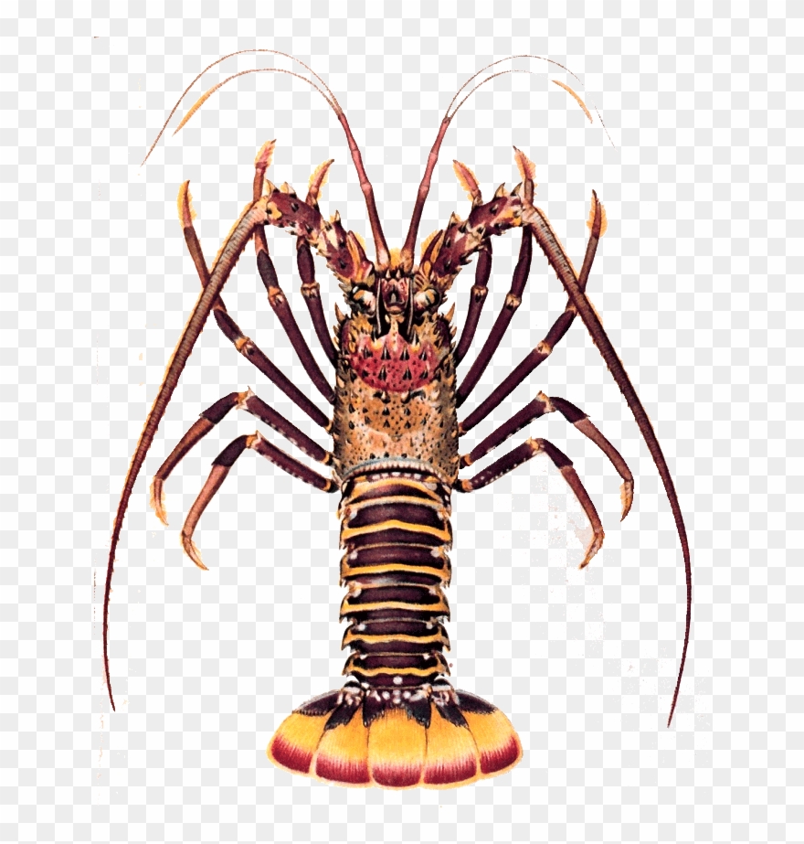 Crayfish Clipart Kawaii - Spiny Lobster - Png Download