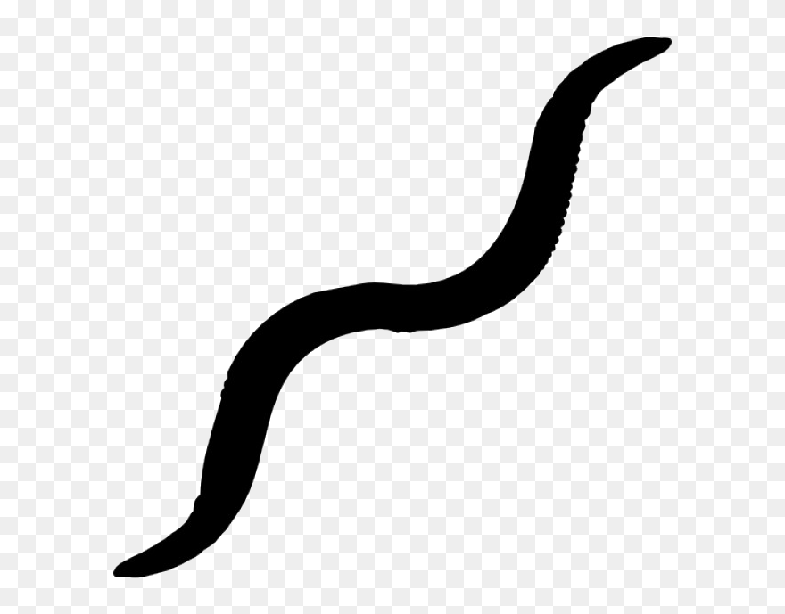 Caenorhabditis Elegans - Worms Black And White Png Clipart