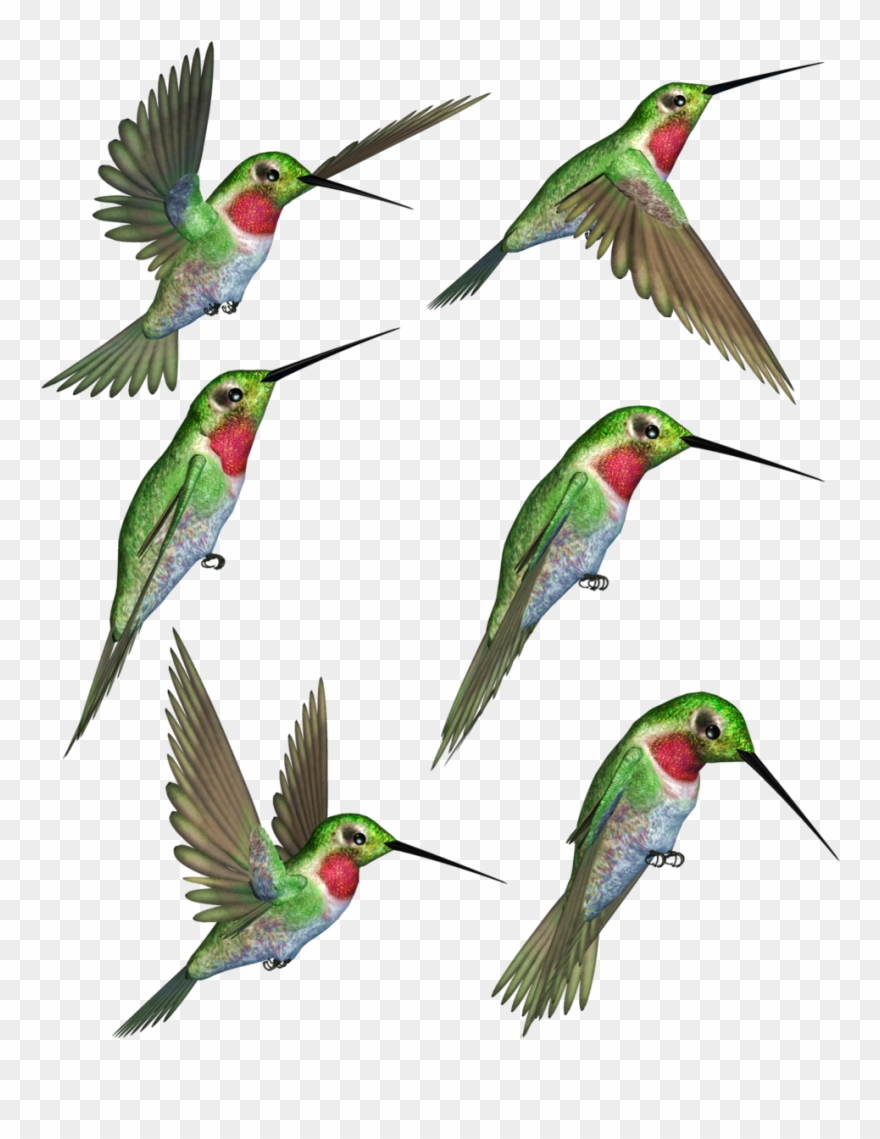 Ruby Throated Clip Art Rubythroated Transprent Png - Hummingbirds Png Transparent Png