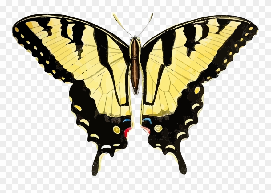 Big Image - Tiger Swallowtail Butterfly Png Clipart
