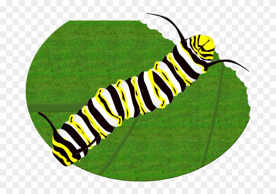 Monarch Butterfly Caterpillar Clipart Brush-footed - Monarch Butterfly Caterpillar - Png Download