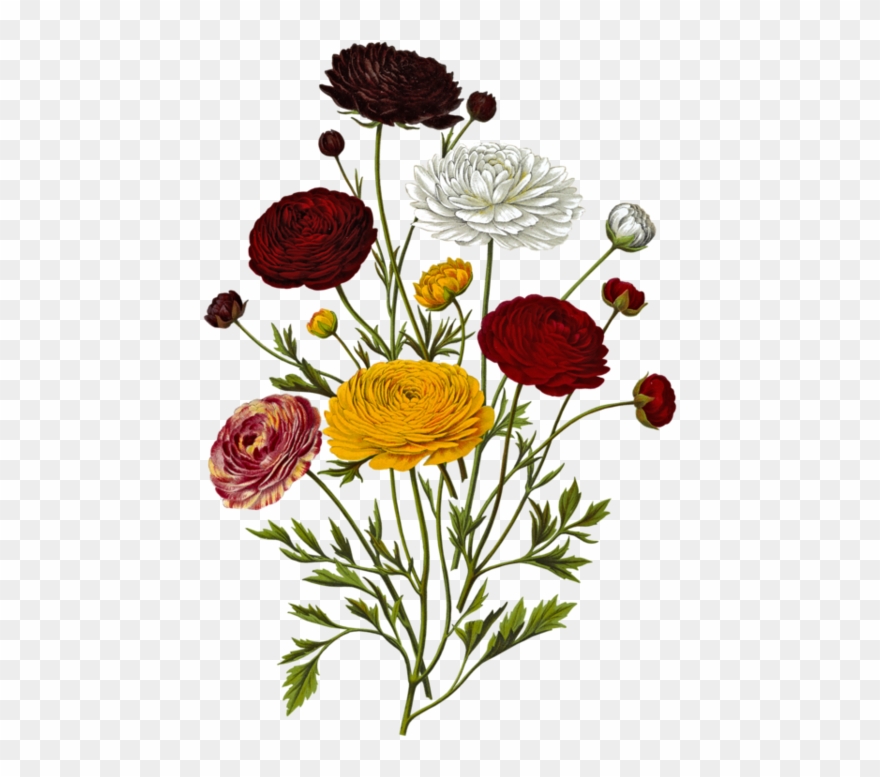 Toutes Les Fleurs, Clip Art - Botanical Illustration - Png Download