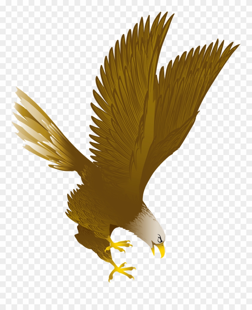 Bald Eagle Clip Art - Gambar Kartun Burung Elang - Png Download