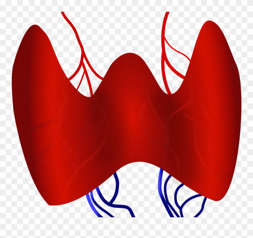 Thyroid Clipart