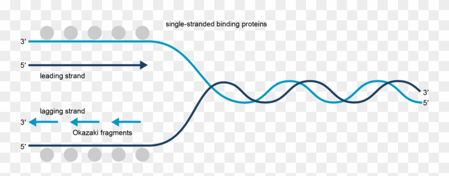 Transcription And Translation Worksheet - Coding Strand Clipart