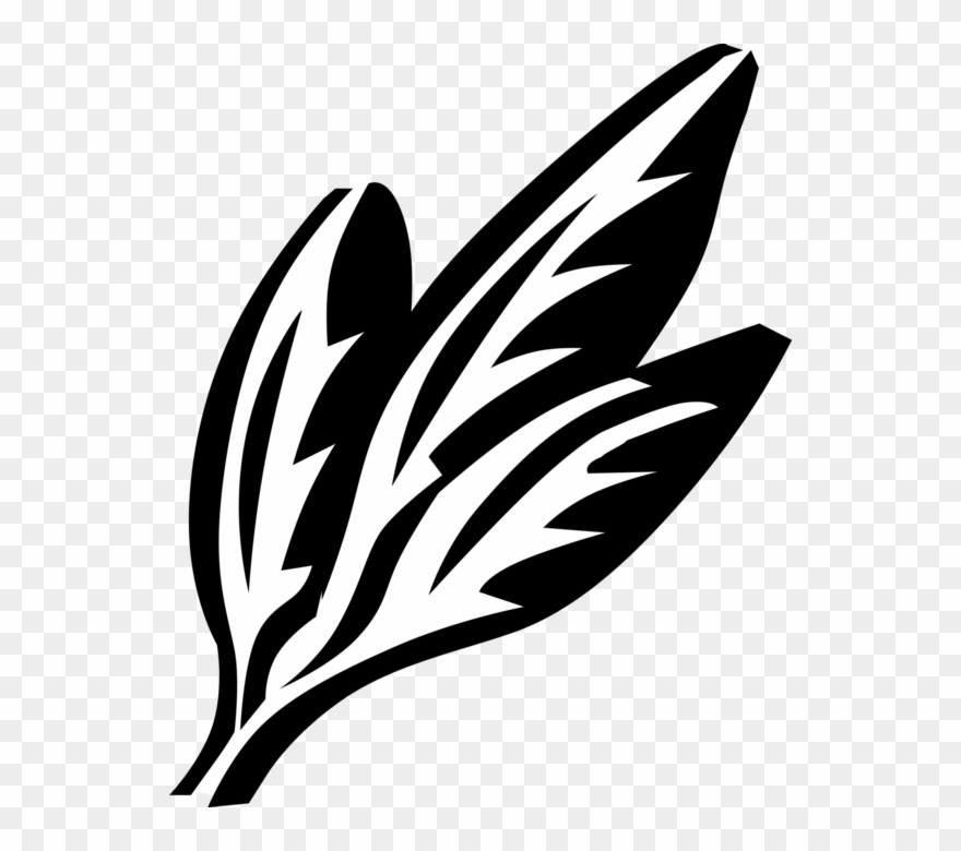 Vector Illustration Of Summer Savory Annual Herb Spice - Summer Savory Clipart