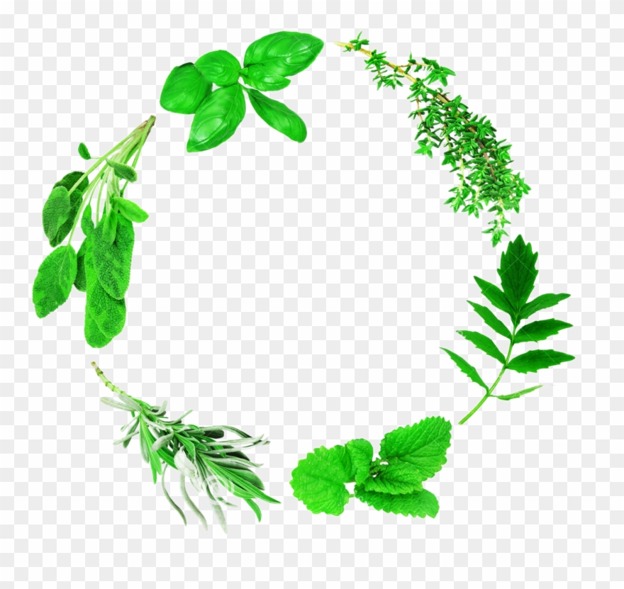 Herbs Vector Lemon Leave Clipart