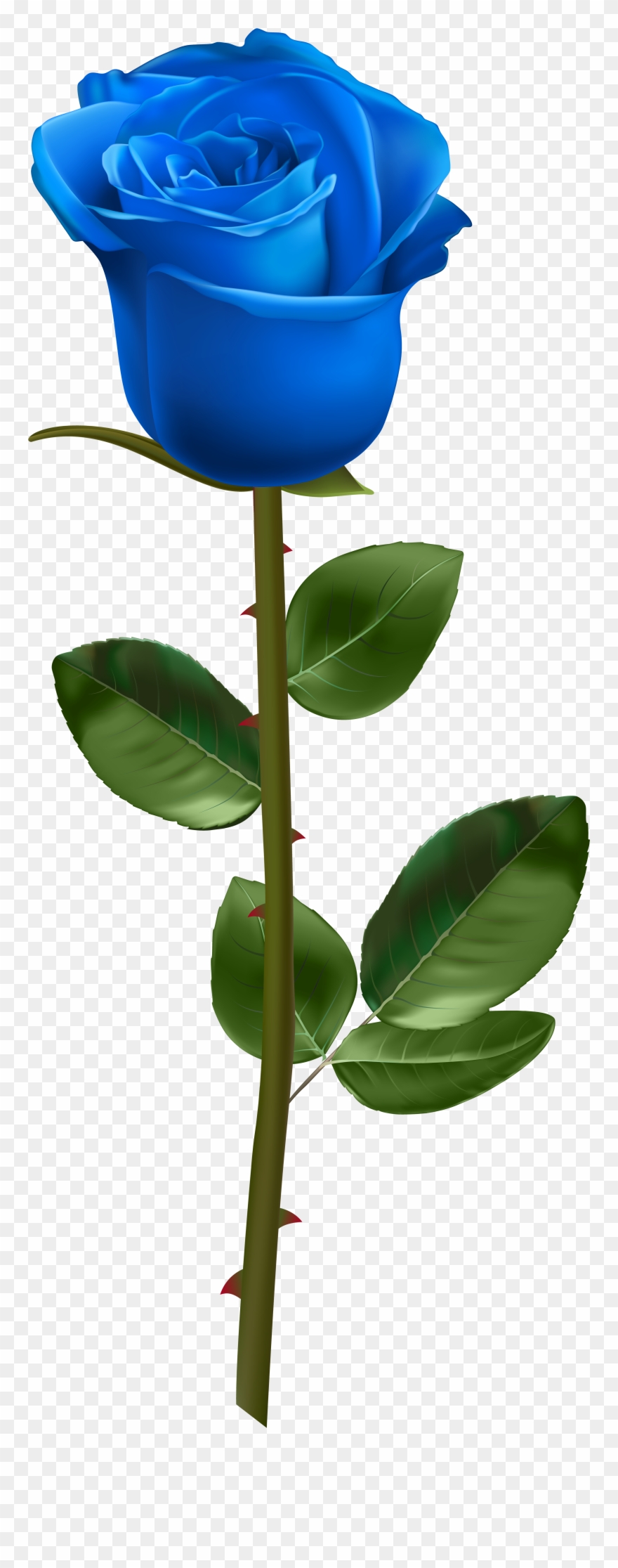 Blue Rose Transparent Clipart