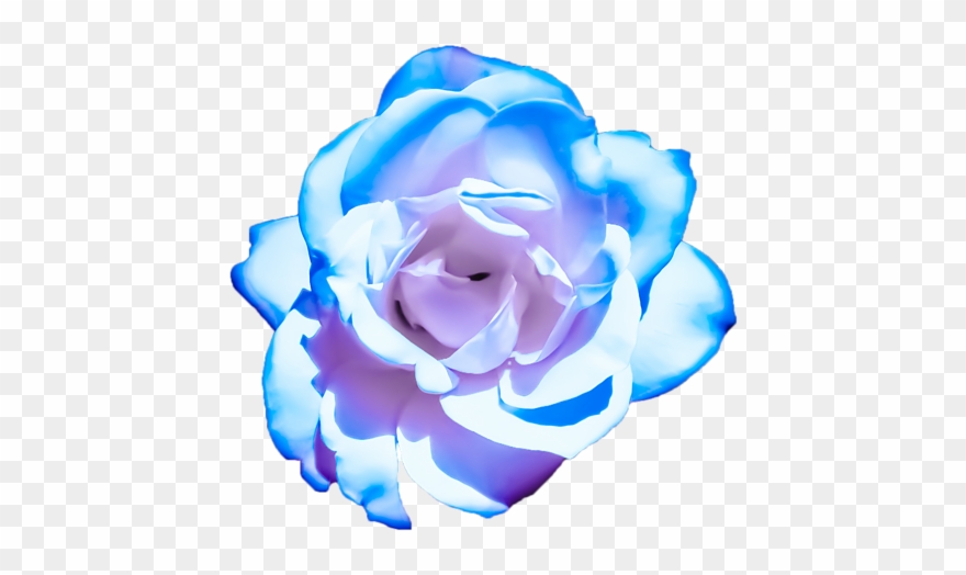 Bleed Area May Not Be Visible - Pink And Blue Roses Transparent Clipart