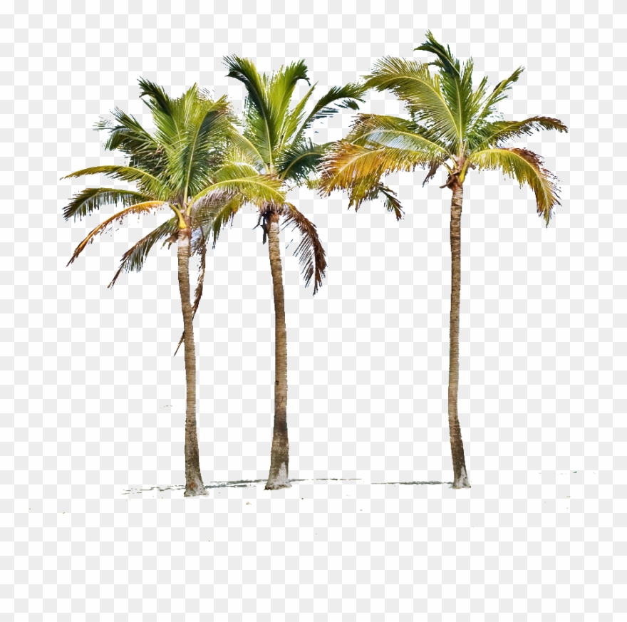 Miami Palm Tree Png - Treacherous Obsession By Kenneth A. Studstill Clipart
