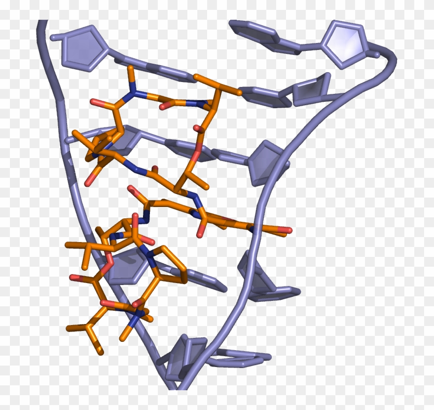 Actinomycin Dna Binding - Acridine Orange Binding To Dna Clipart