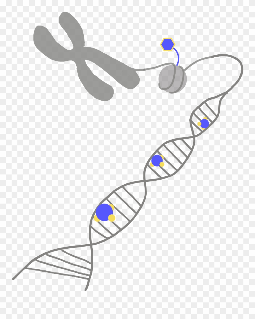 Epigenetic Clipart