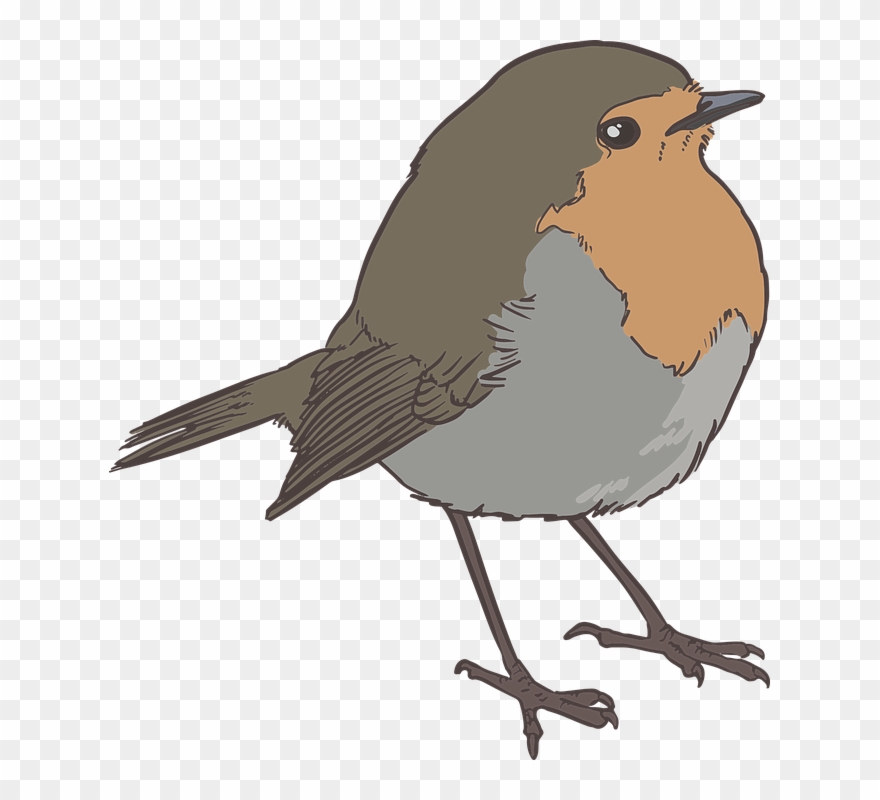 Sparrow Png 17, Buy Clip Art - Robin Bird Png Black And White Transparent Png