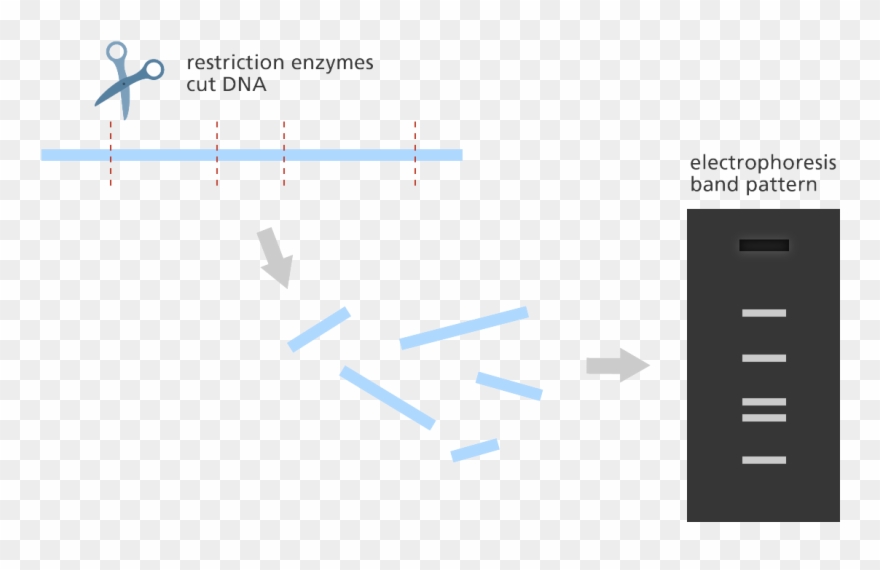 Illustration - Gene Mapping Clipart
