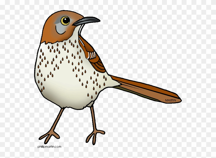 Page Of Georgia Clip Art, Clipart Panda - Georgia State Bird Cartoon - Png Download