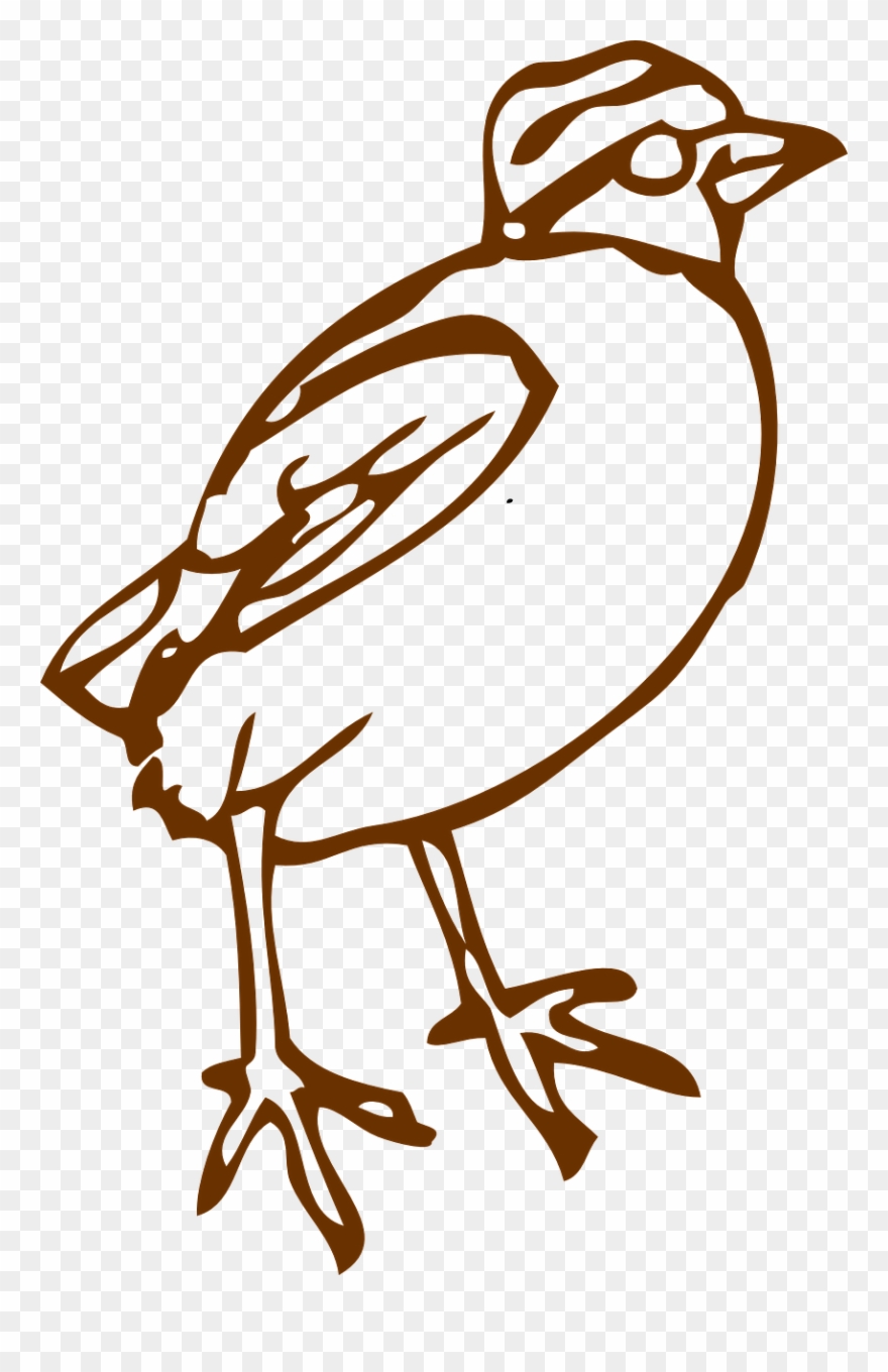 Bird Sparrow Tit Animal Png Image - Bird Clipart Transparent Png