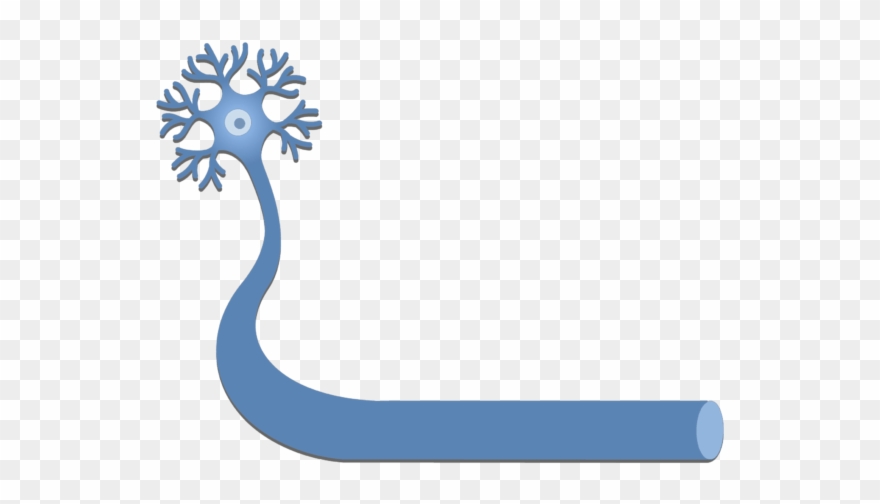 An Image Showing A Neuron With It's Axon - Lipid Bilayer Clipart