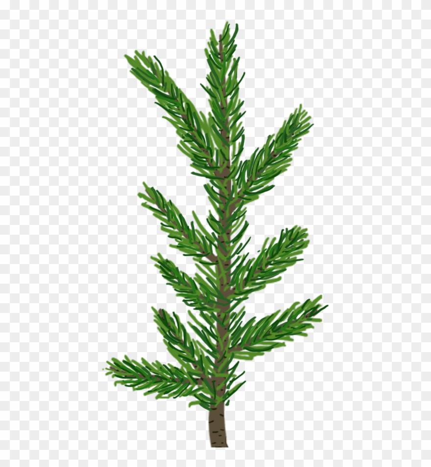 Pine Needle Png Jpg Library Download - Pine Tree Leaf Transparent Clipart