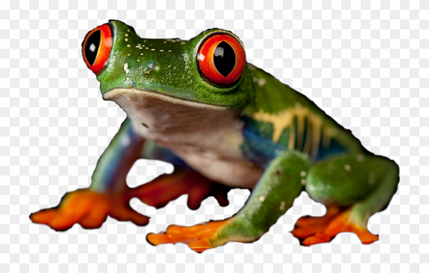 Red-eyed Tree Frog Clipart