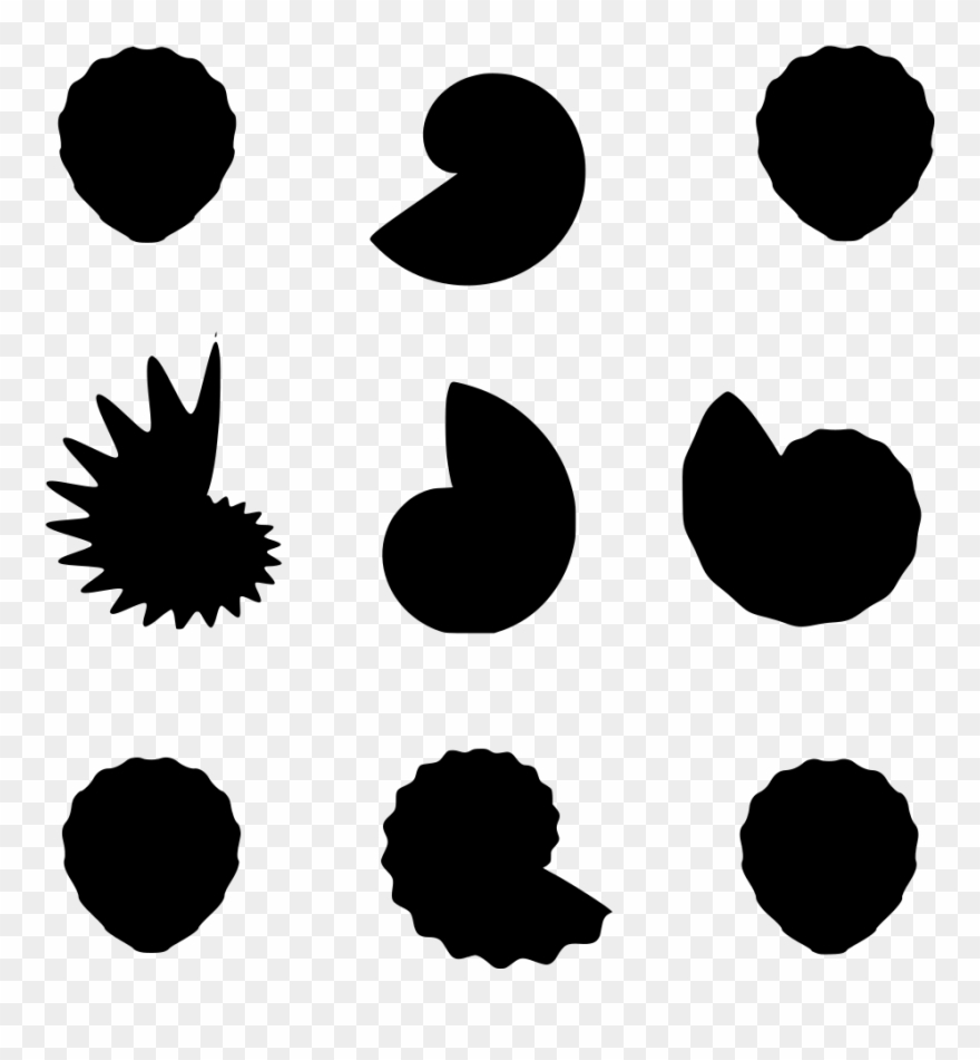 Info - Seashell Clipart