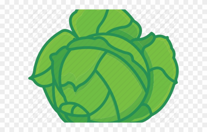 Cabbage Clipart Salad - Cabbage Icon Transparent - Png Download