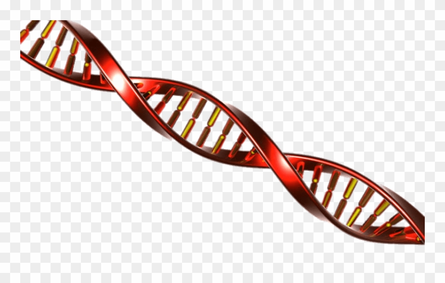 Dna String Red And Yellow - Adn Png Clipart