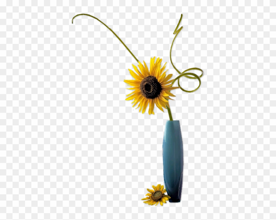 African Daisy Clipart